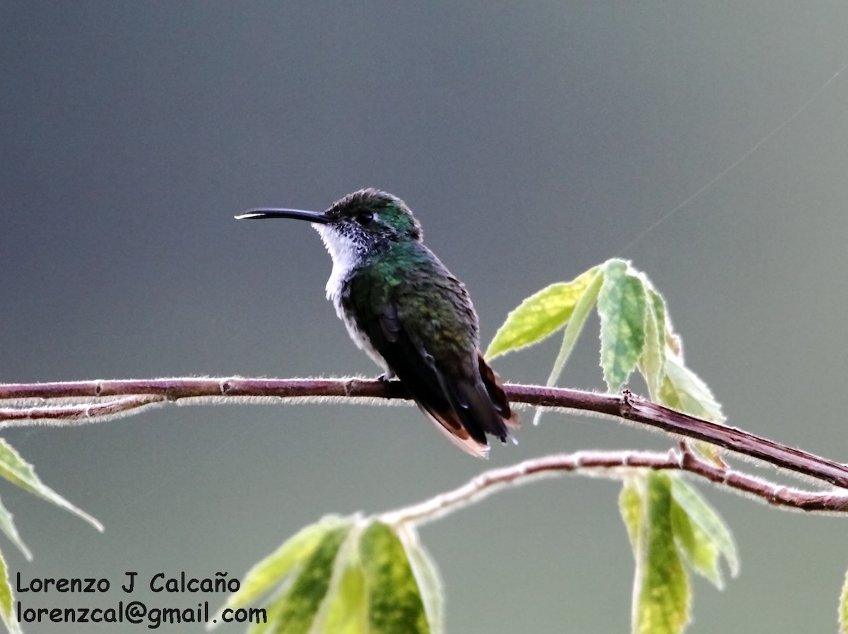 White-chested Emerald - ML167605621