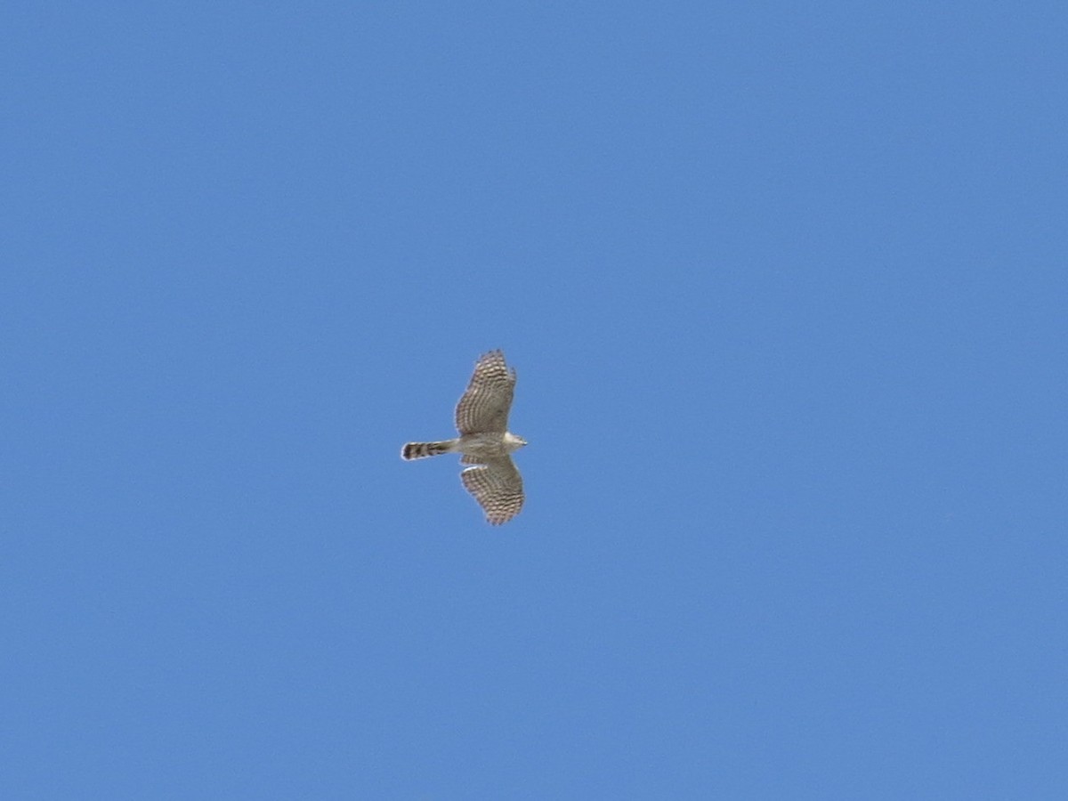 Sharp-shinned Hawk - Asher  Warkentin