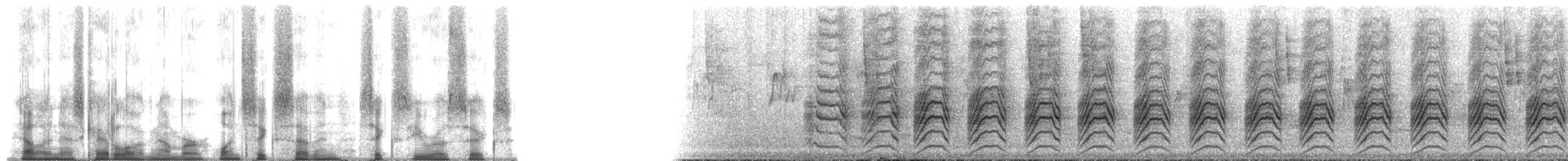 Echo Parakeet - ML167606