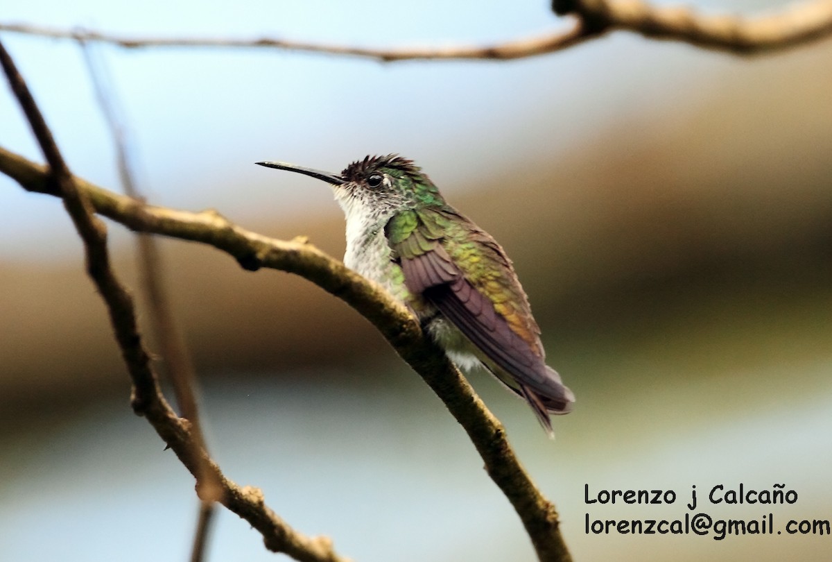 kolibřík běloprsý - ML167606071
