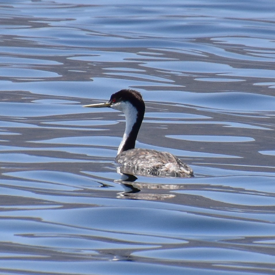 Western Grebe - ML167606611