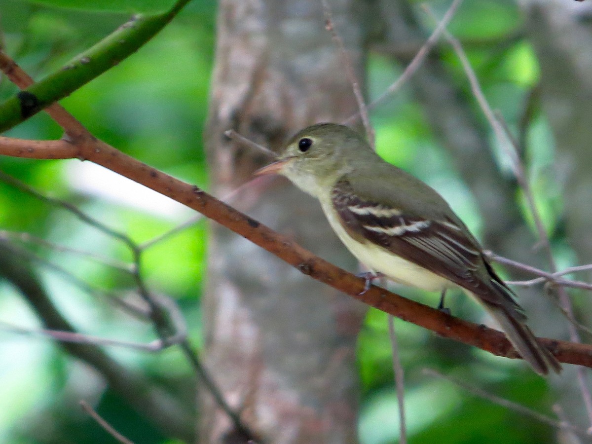 Acadian Flycatcher - ML167606971
