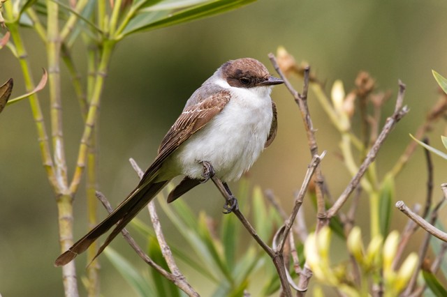 Fork-tailed Flycatcher - ML167609891