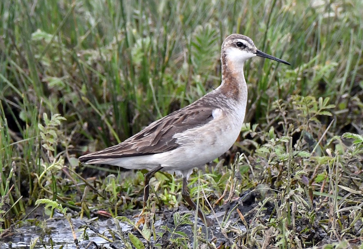 hvithalesvømmesnipe - ML167610801