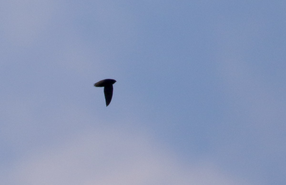 Short-tailed Swift (Short-tailed) - ML167612231