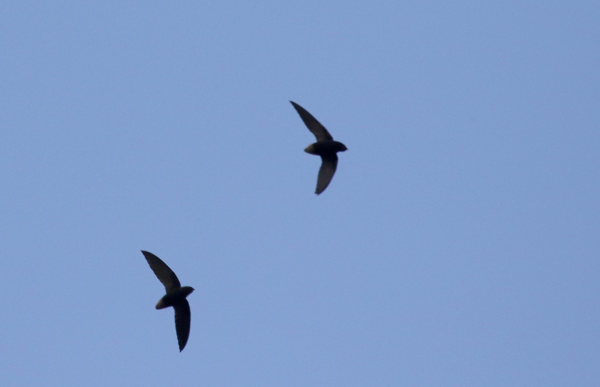 Short-tailed Swift (Short-tailed) - Jay McGowan