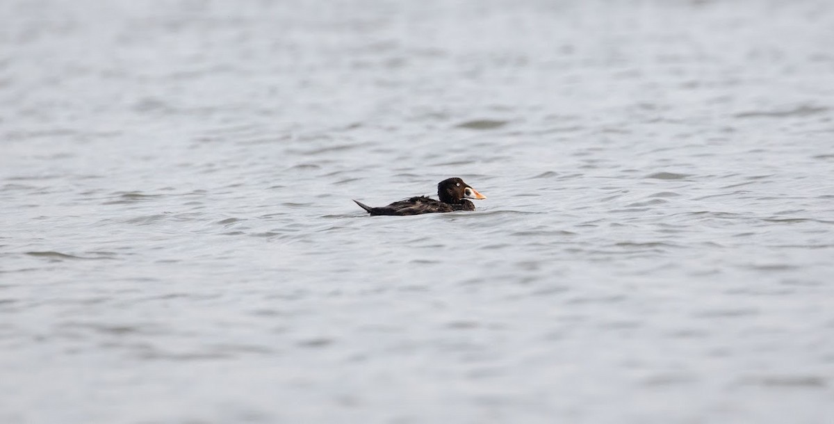 Surf Scoter - Shawn Smolen-Morton