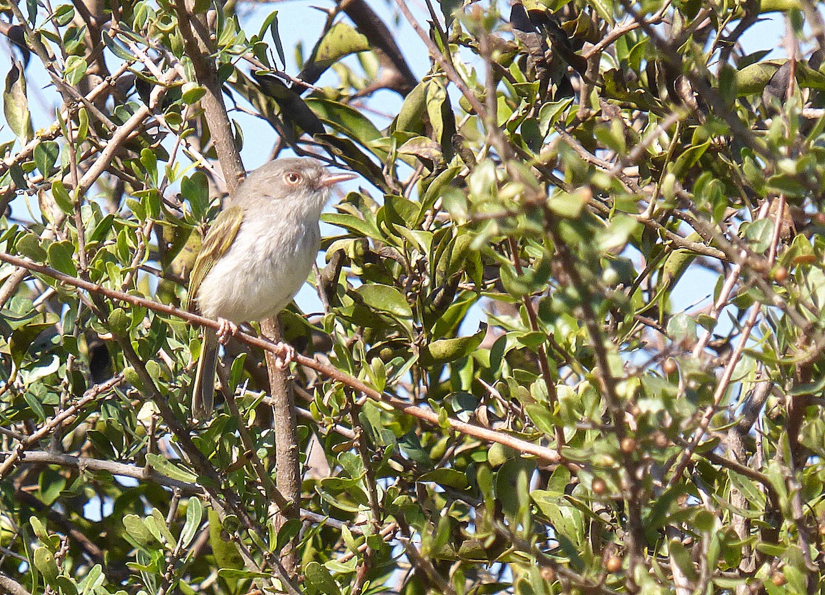 Pearly-vented Tody-Tyrant - ML167613571