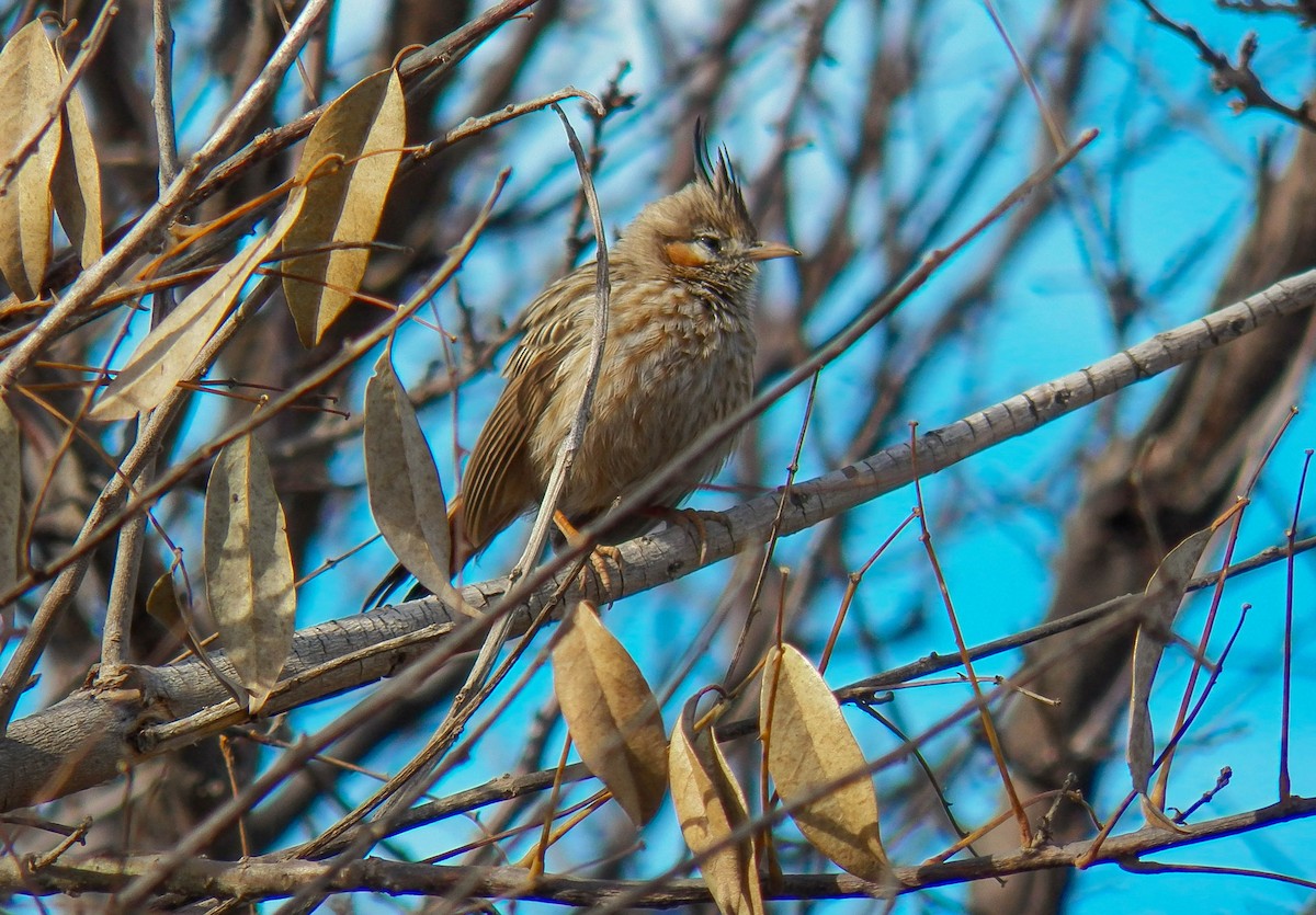 Lark-like Brushrunner - ML167614361