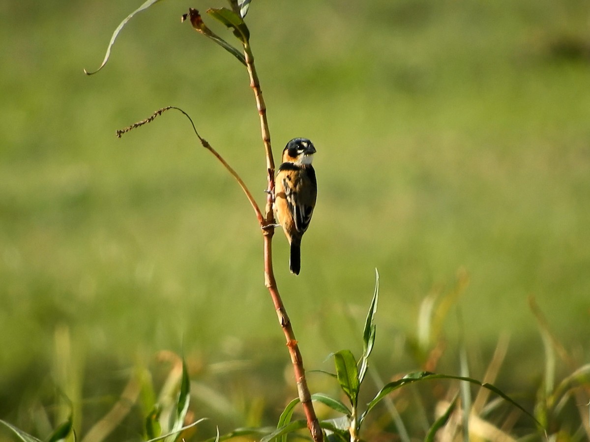 Rusty-collared Seedeater - ML167614961