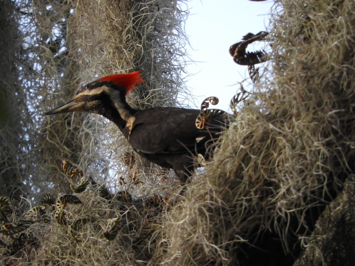 Pileated Woodpecker - Cheri & Rich Phillips