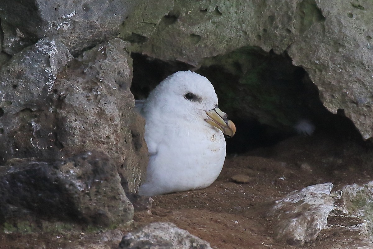 Fulmar Boreal - ML167616091