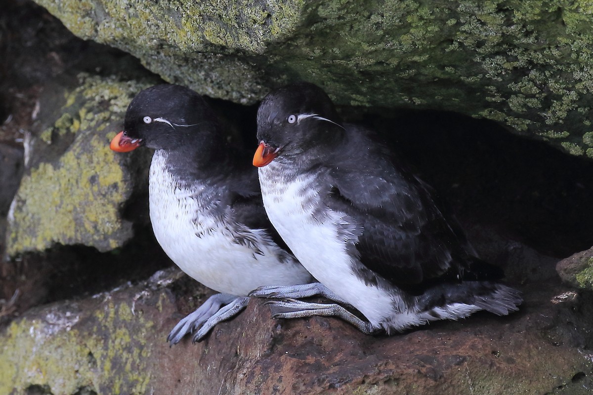 Parakeet Auklet - ML167616541