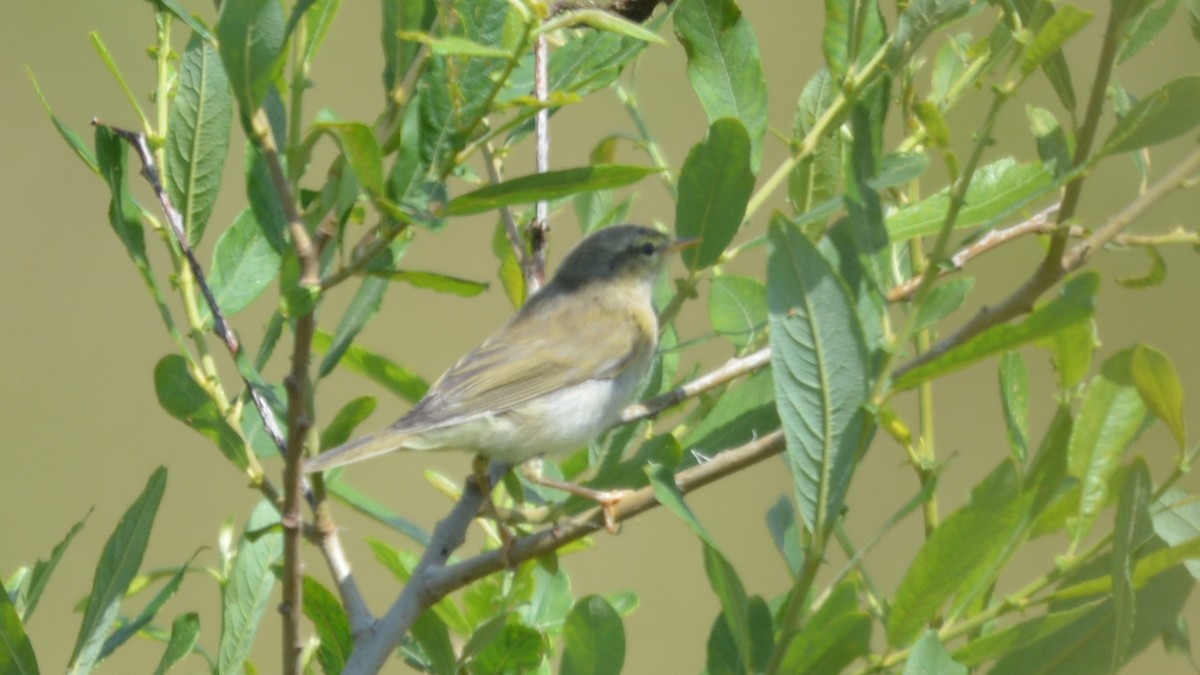 Willow Warbler - Carl Winstead