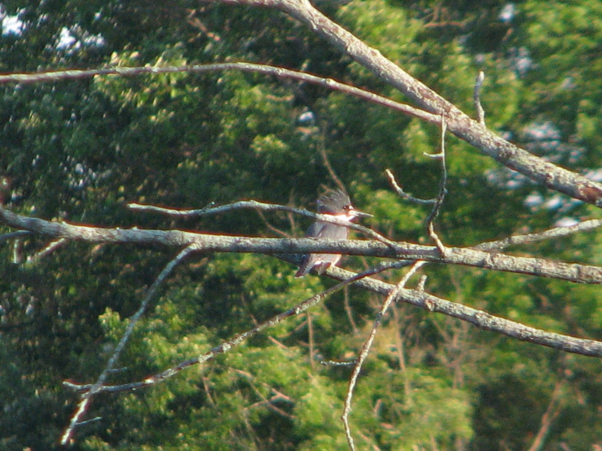Belted Kingfisher - ML167618191