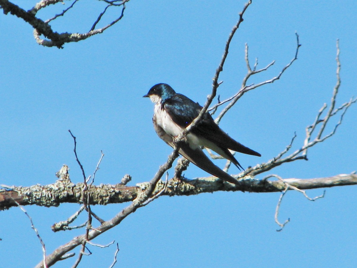 Golondrina Bicolor - ML167618651