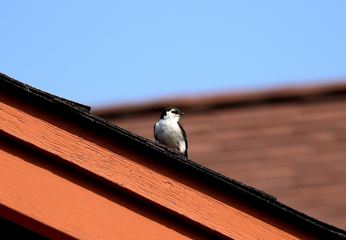 Golondrina Verdemar - ML167619211