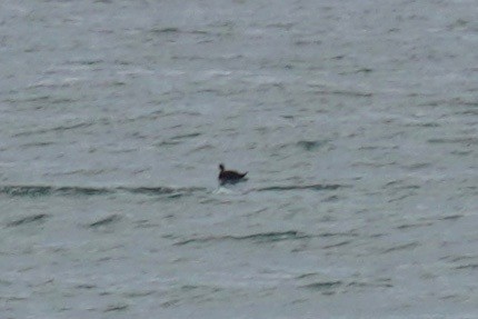 Black Scoter - ML167619521