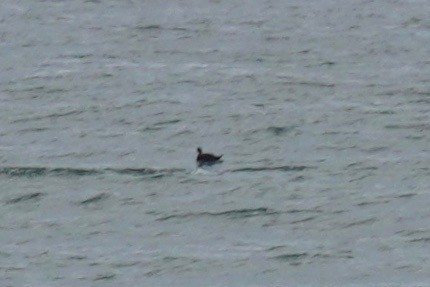 Black Scoter - ML167619521