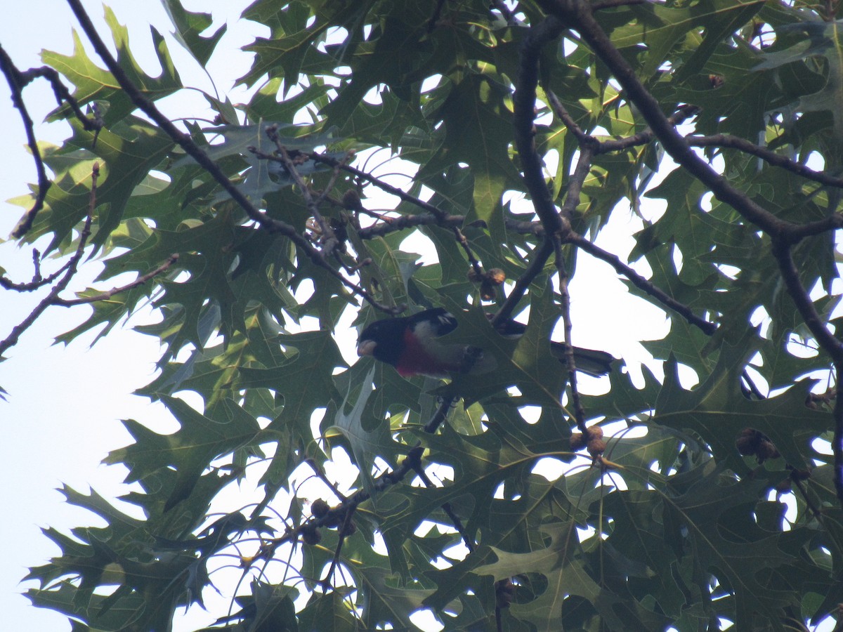 Rose-breasted Grosbeak - ML167620731