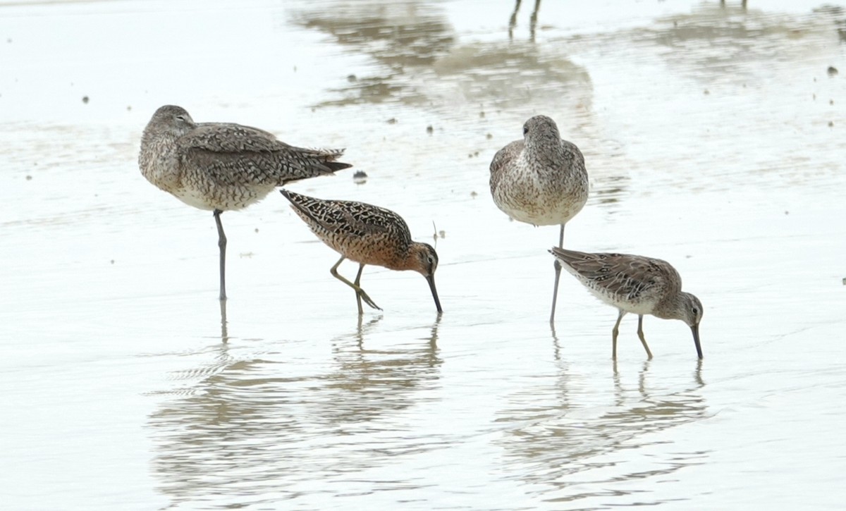 Short-billed Dowitcher - deborah grimes