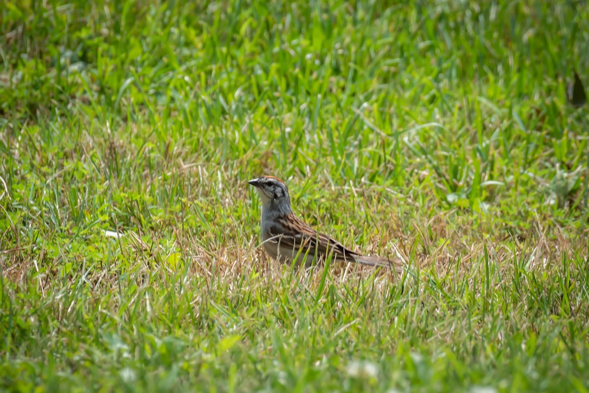 Chipping Sparrow - ML167621321
