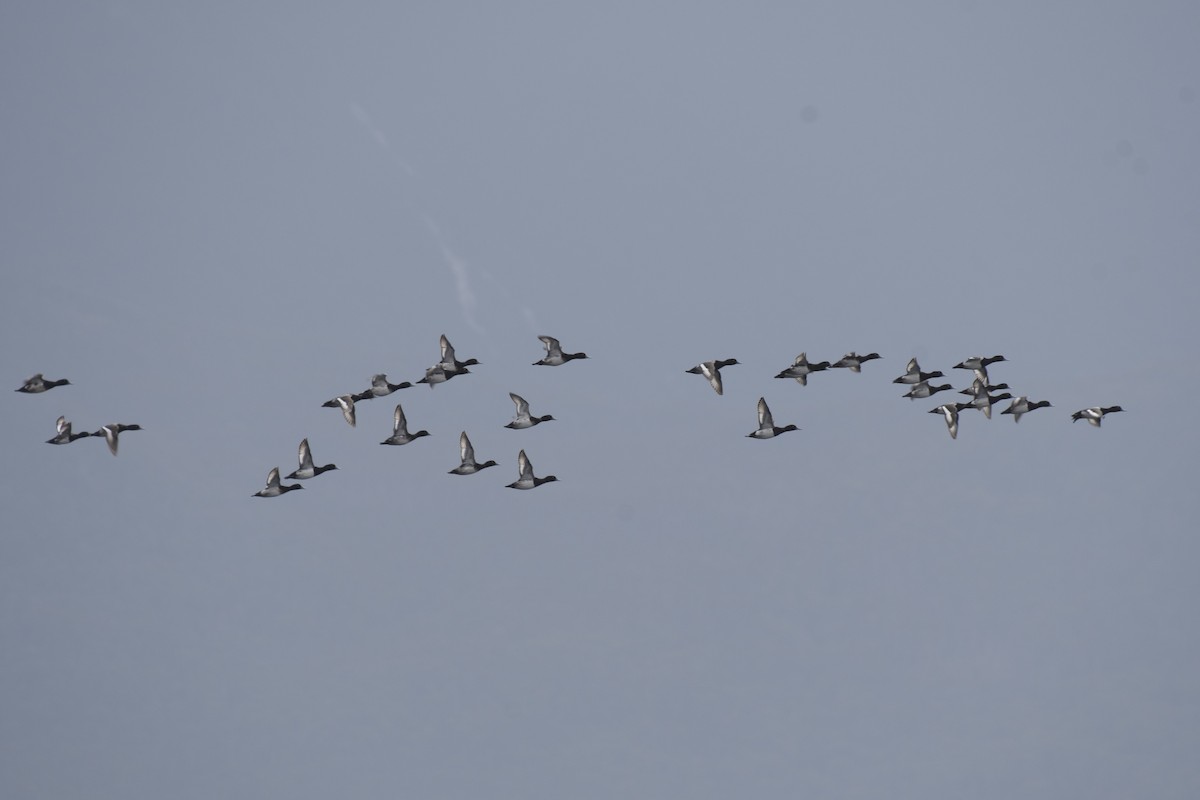 Greater Scaup - ML167621431