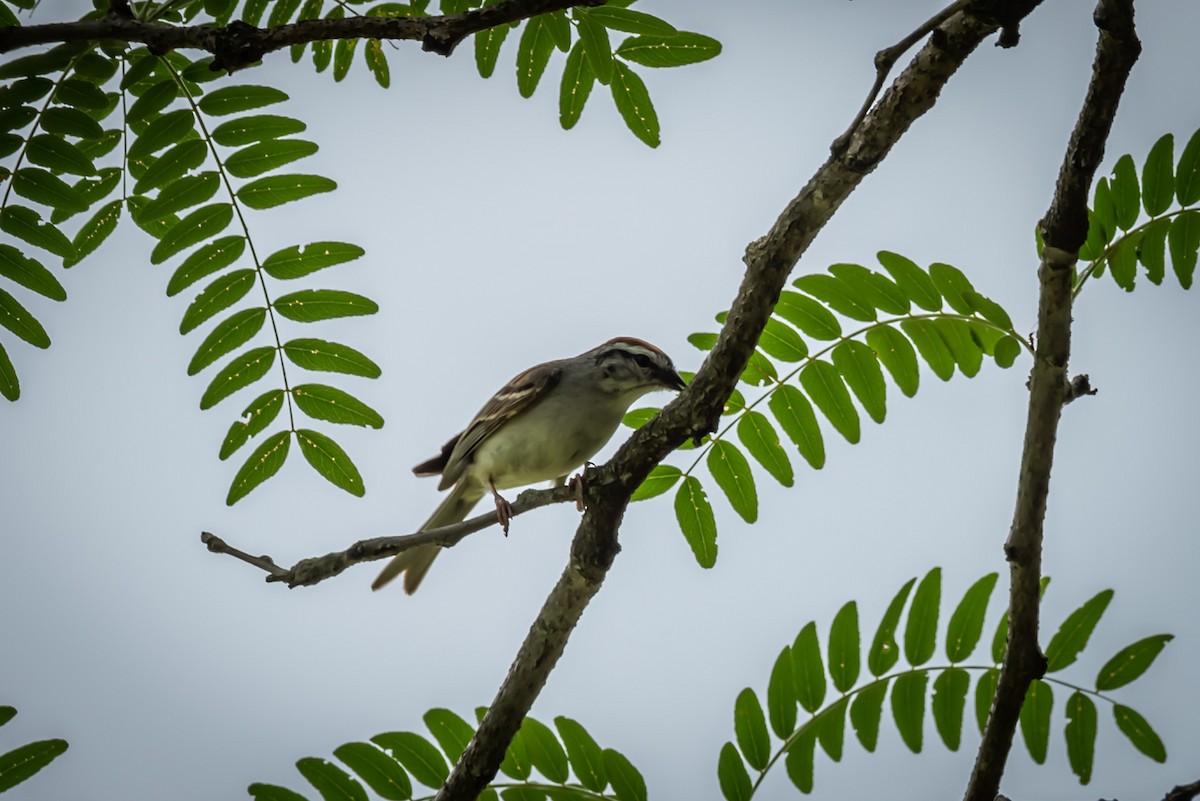 Chipping Sparrow - ML167621481