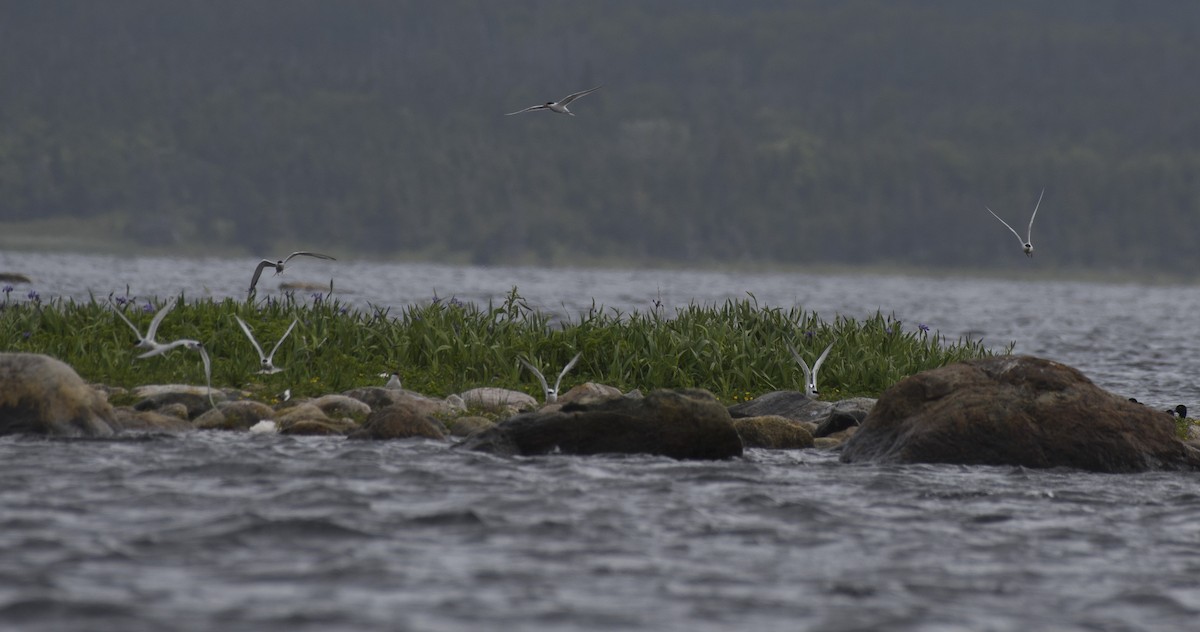 Common Tern - Anthony Kaduck