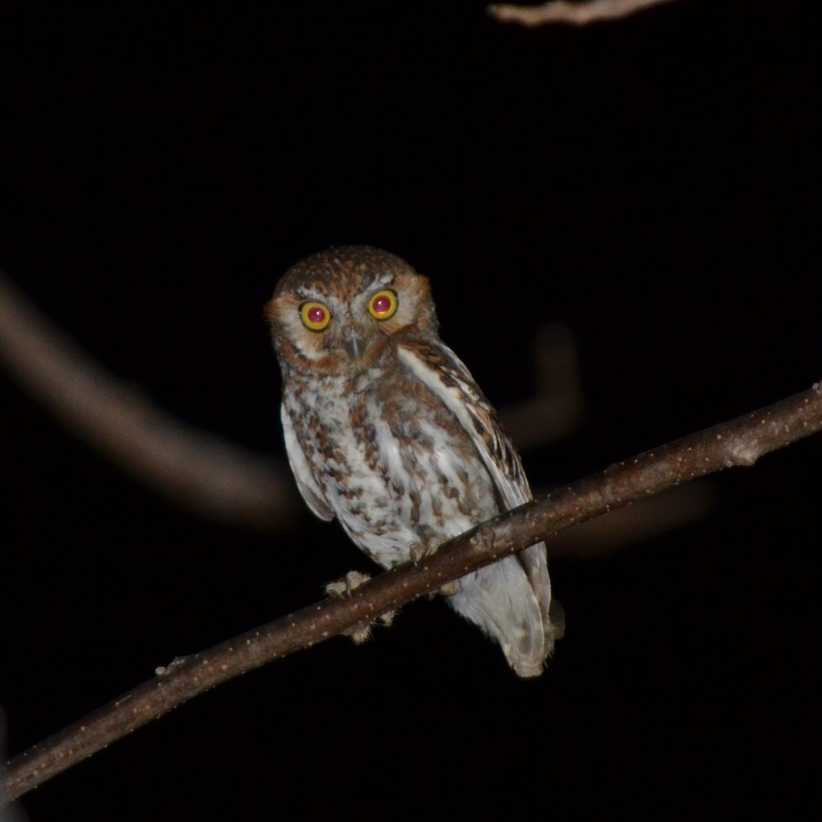 Elf Owl - Diego Guerrero-Lara