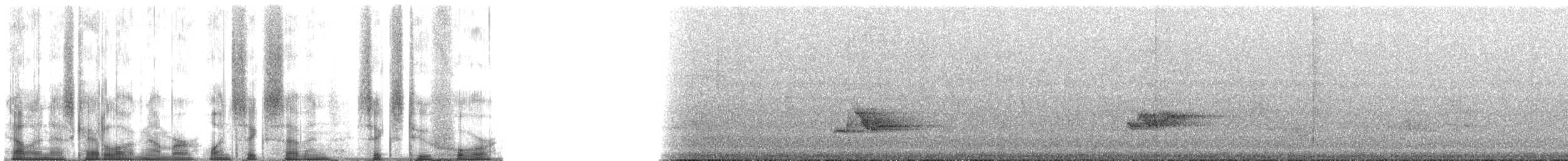 Echo Parakeet - ML167624