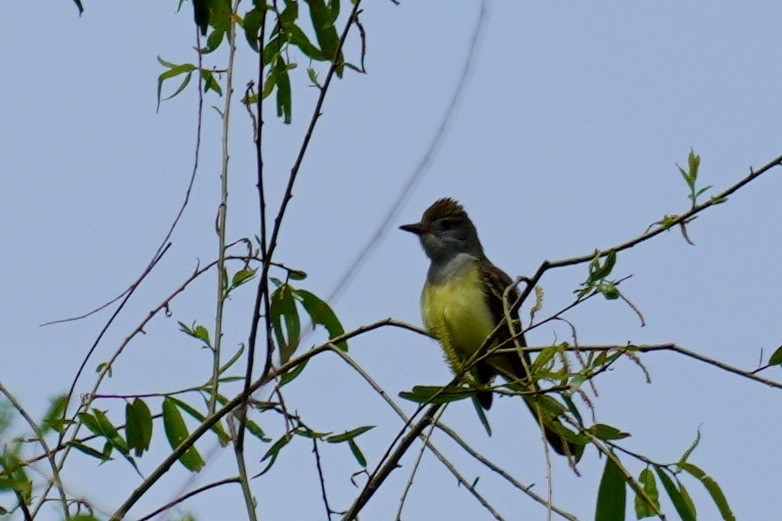 Great Crested Flycatcher - ML167625321