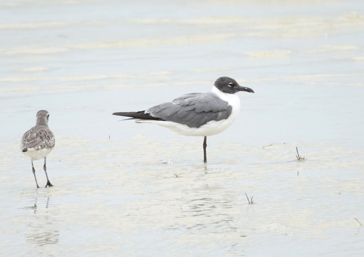 Mouette atricille - ML167625831