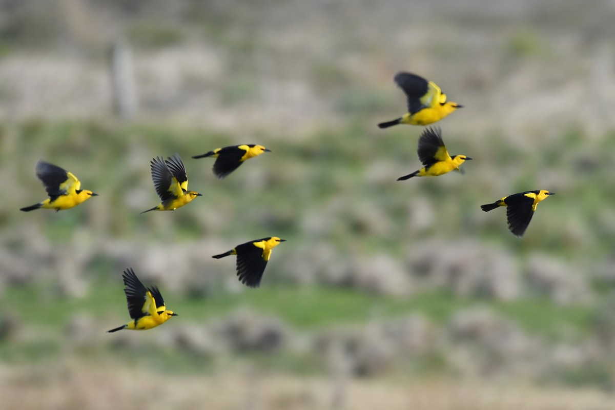 Saffron-cowled Blackbird - ML167627801