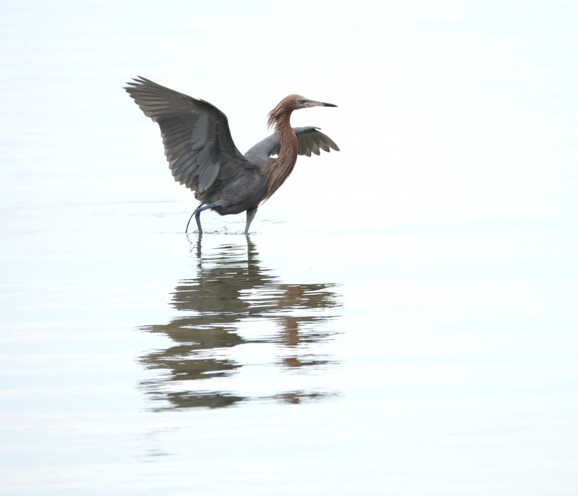 Reddish Egret - ML167628271