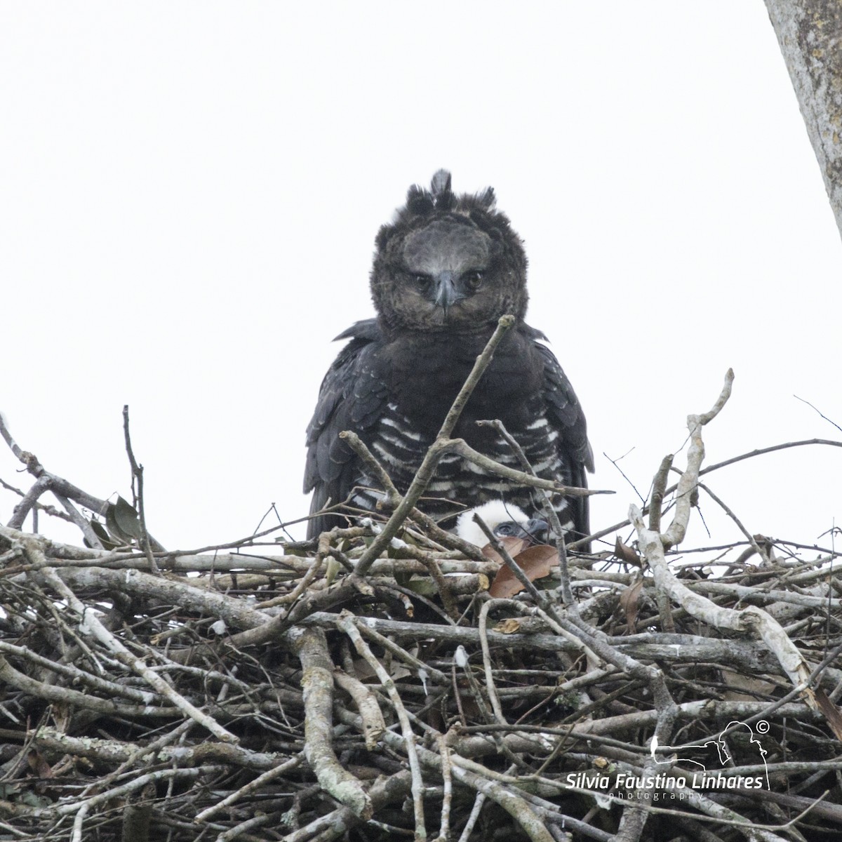 Crested Eagle - Silvia Faustino Linhares