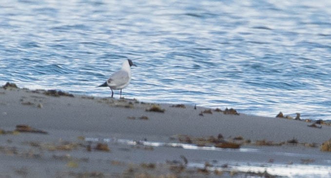 Black-headed Gull - ML167629191