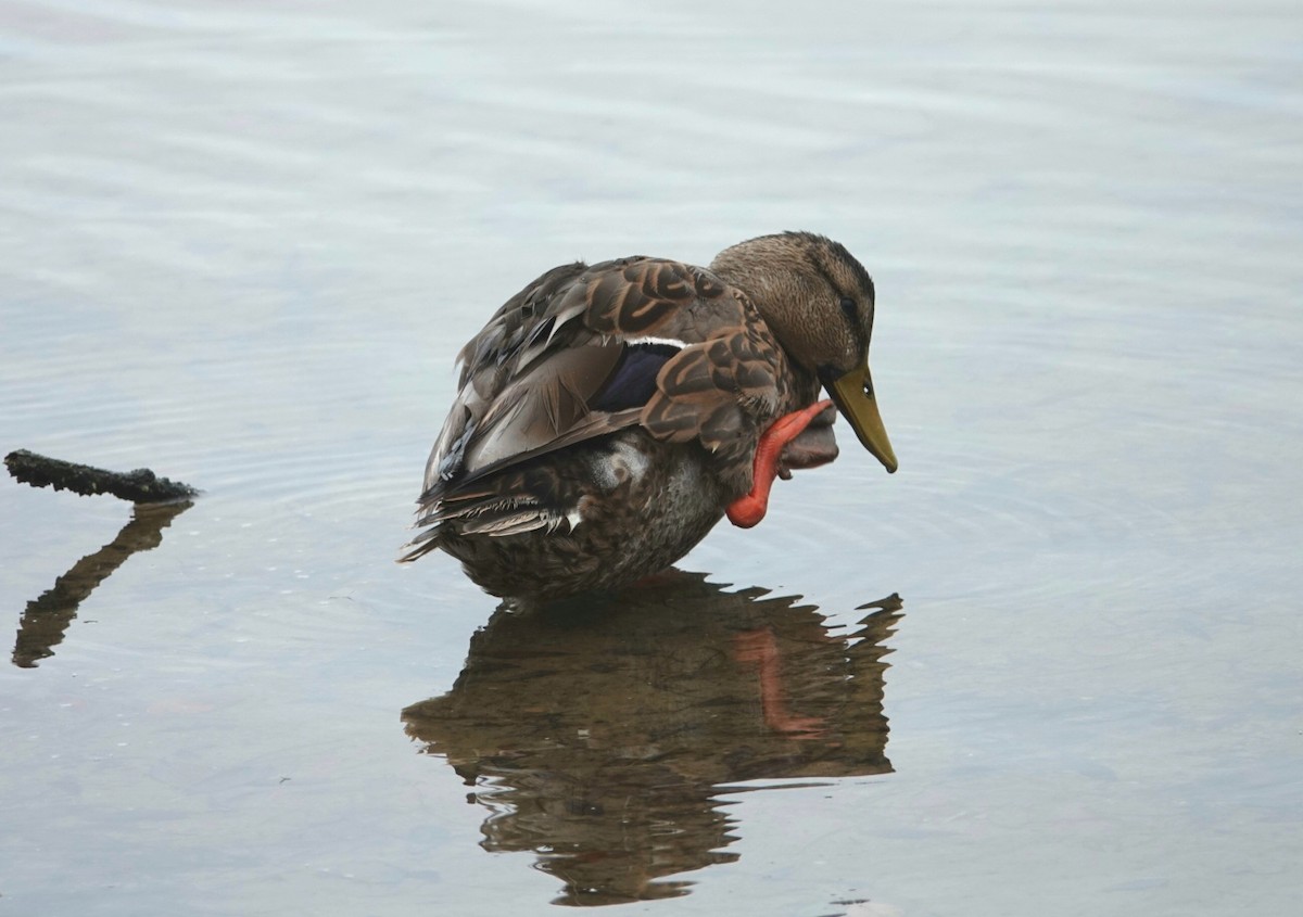 Mallard/Mottled Duck - ML167630201