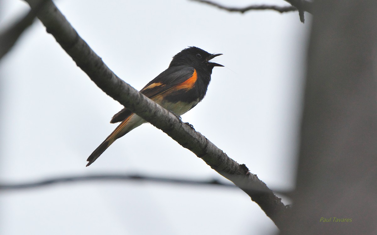 American Redstart - ML167631681