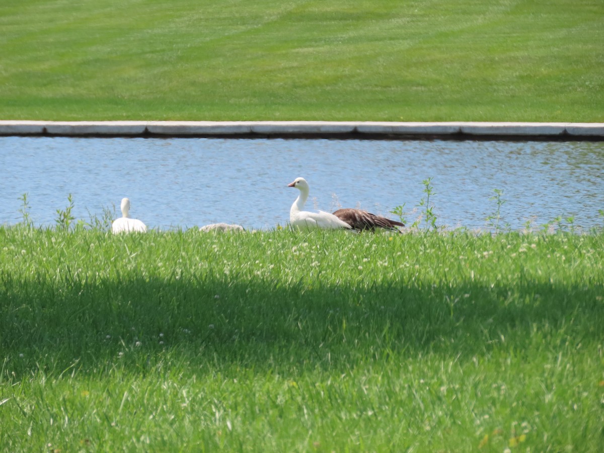 Ross's Goose - ML167631691