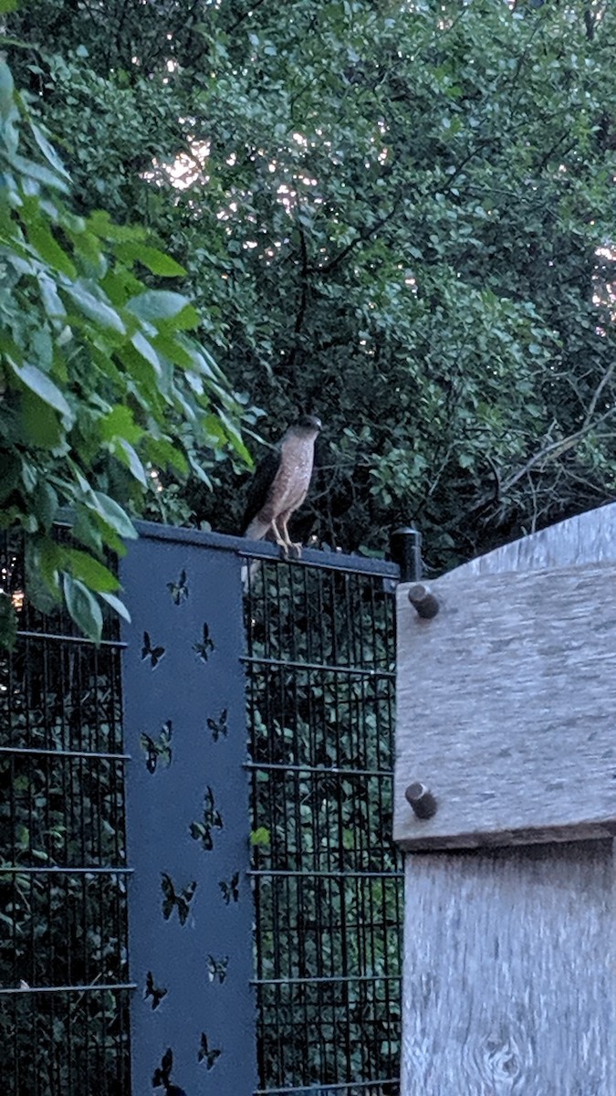 Cooper's Hawk - Kelsey  Bell