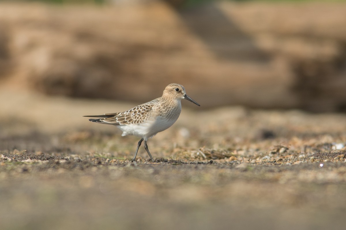 Baird's Sandpiper - Derek Rogers