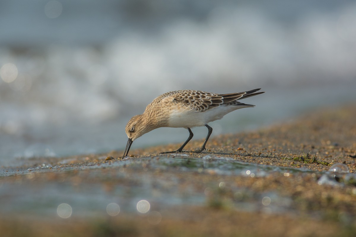 Baird's Sandpiper - Derek Rogers