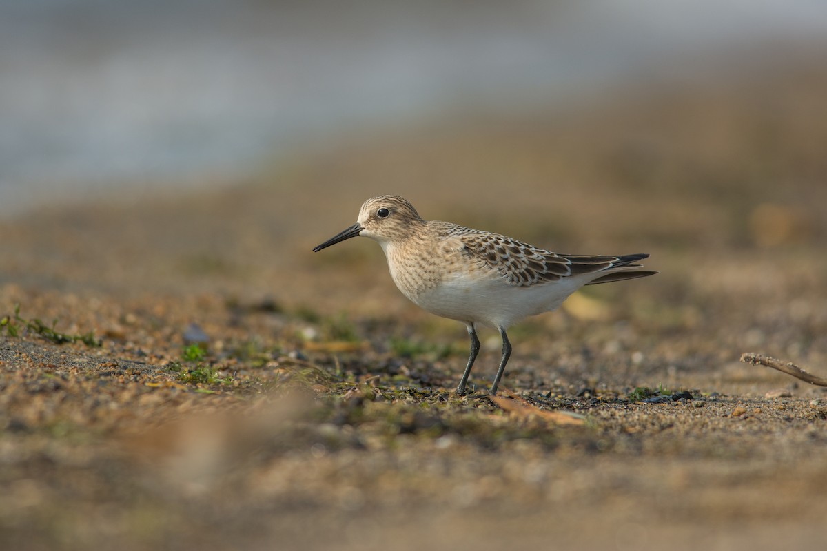 Baird's Sandpiper - Derek Rogers