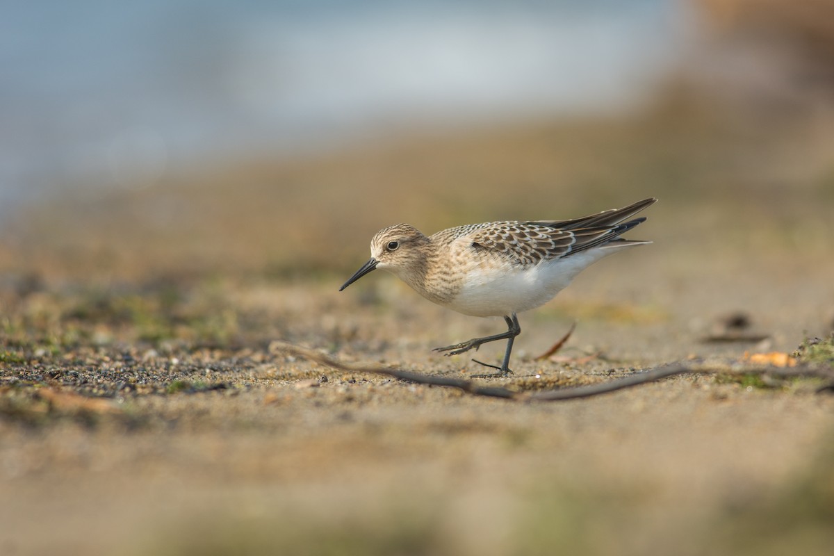 Baird's Sandpiper - ML167633471