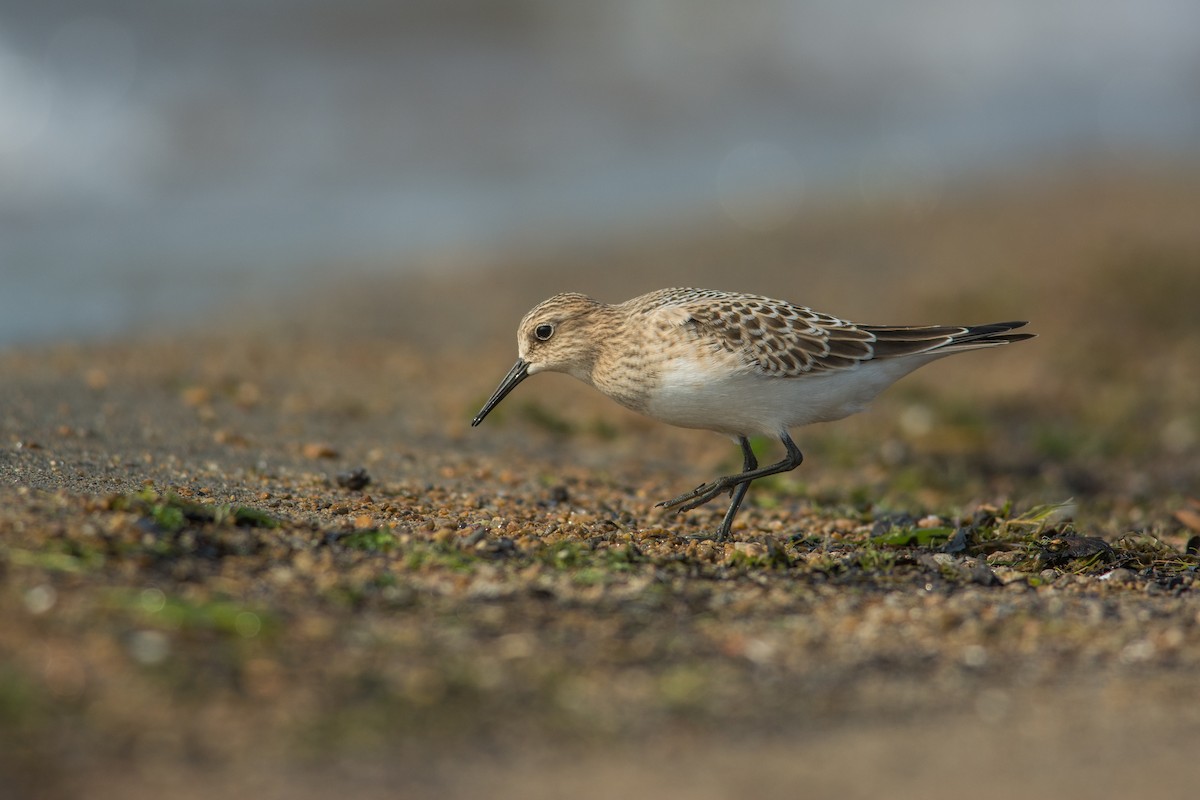 Baird's Sandpiper - ML167633731