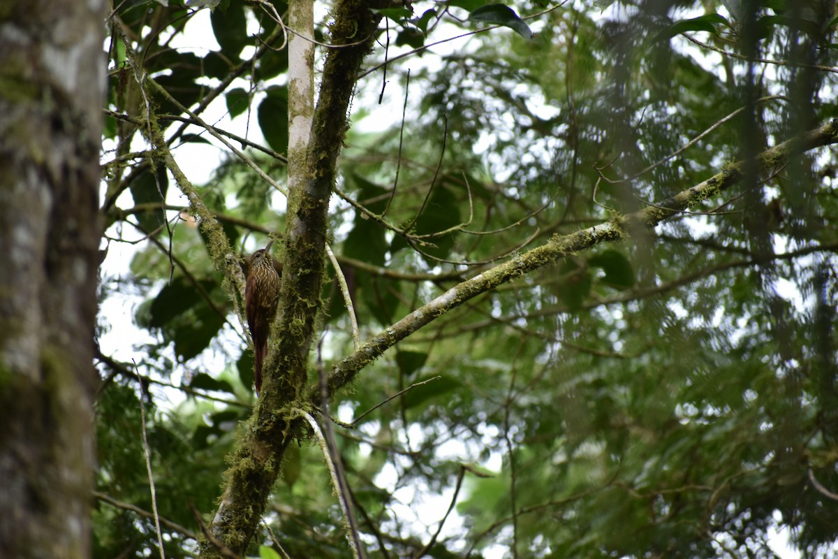 Montane Woodcreeper - Rhiannon Thunell