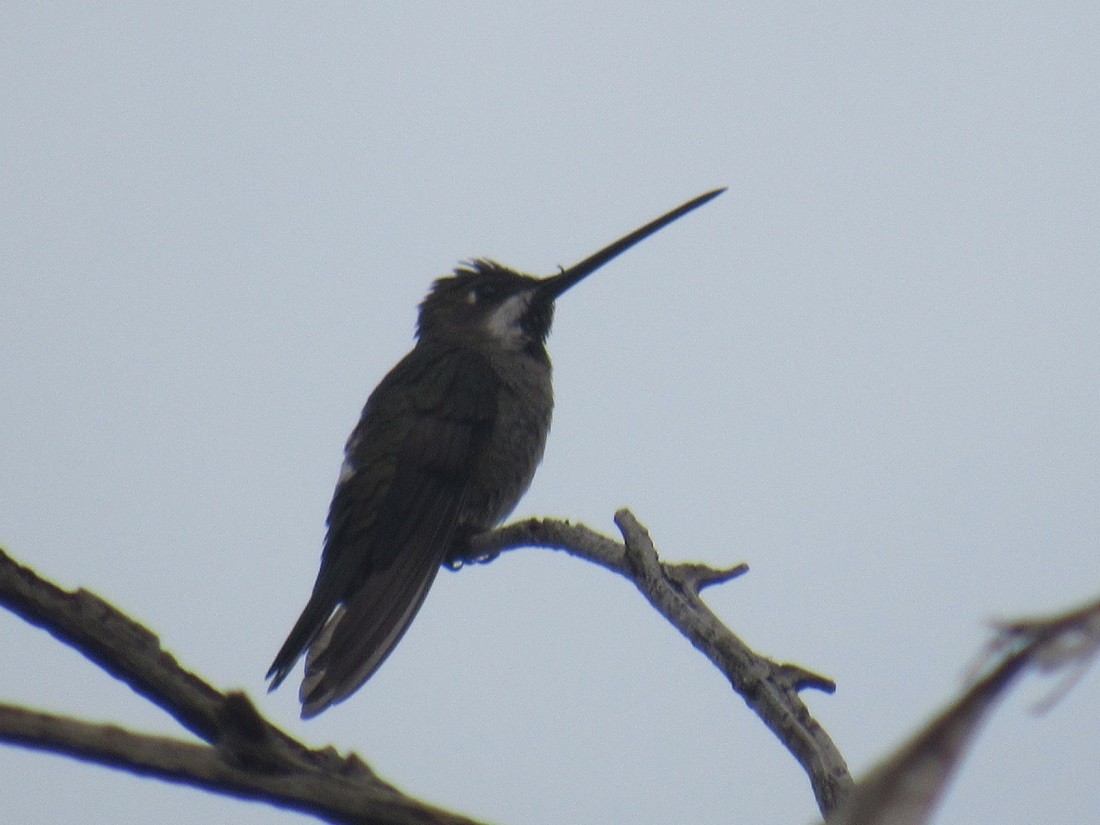 Long-billed Starthroat - Edwin Calderon