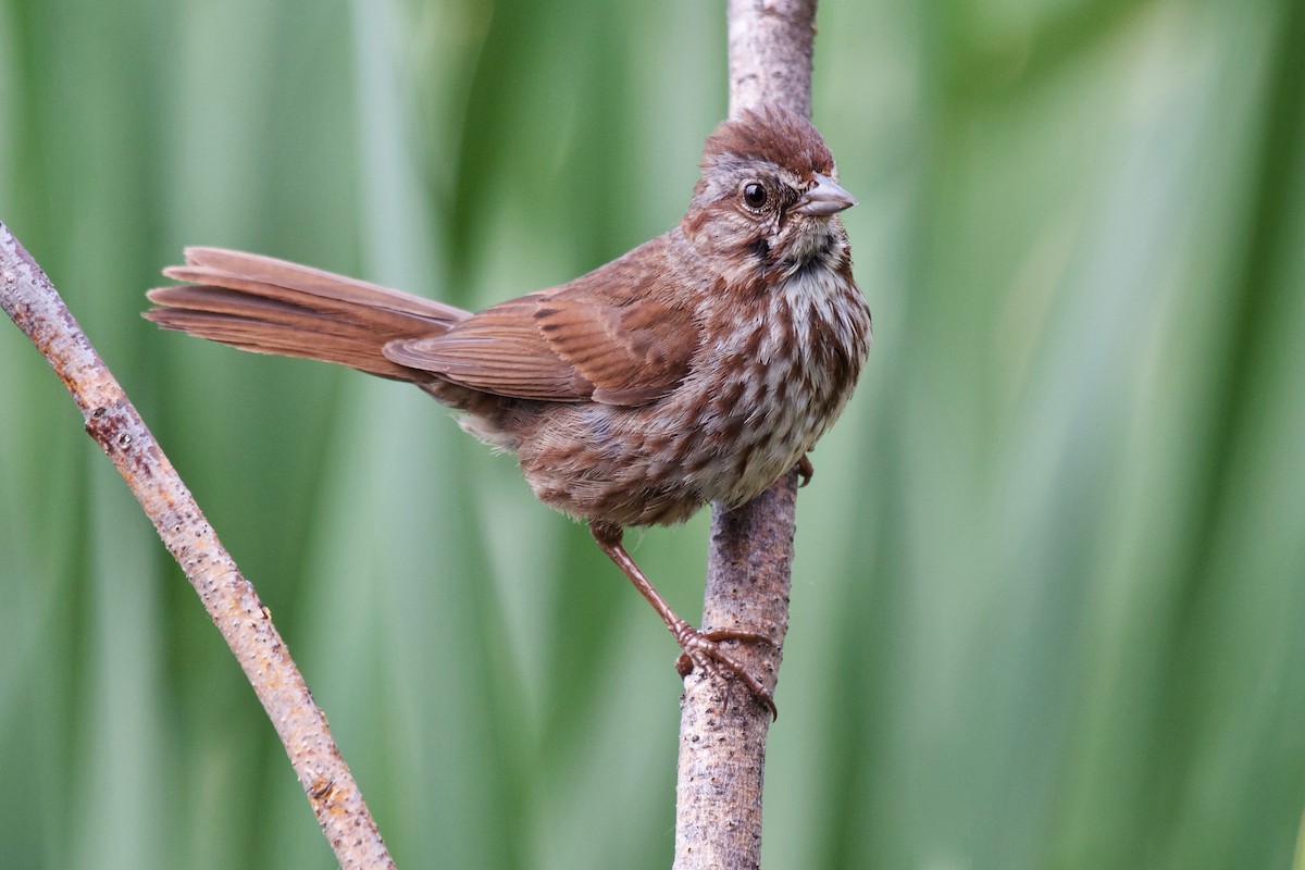 Song Sparrow - ML167635701