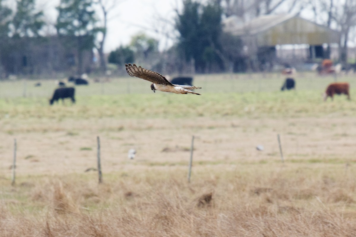 Long-winged Harrier - Luciano Acquaviva